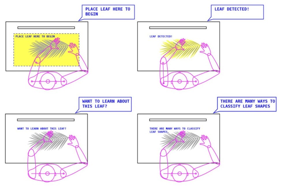 Storyboard of the smart table: place a leaf here to begin, leaf detected, want to learn about this leaf, there are many ways to classify leaf shapes
