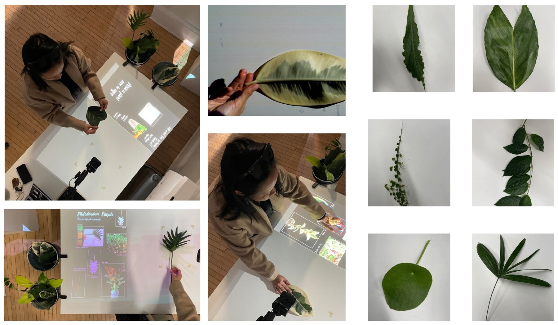 Testing the smart table: a visitor places leaves on a white table while a projector shows recognition feedback, next to close-ups of the collected leaves