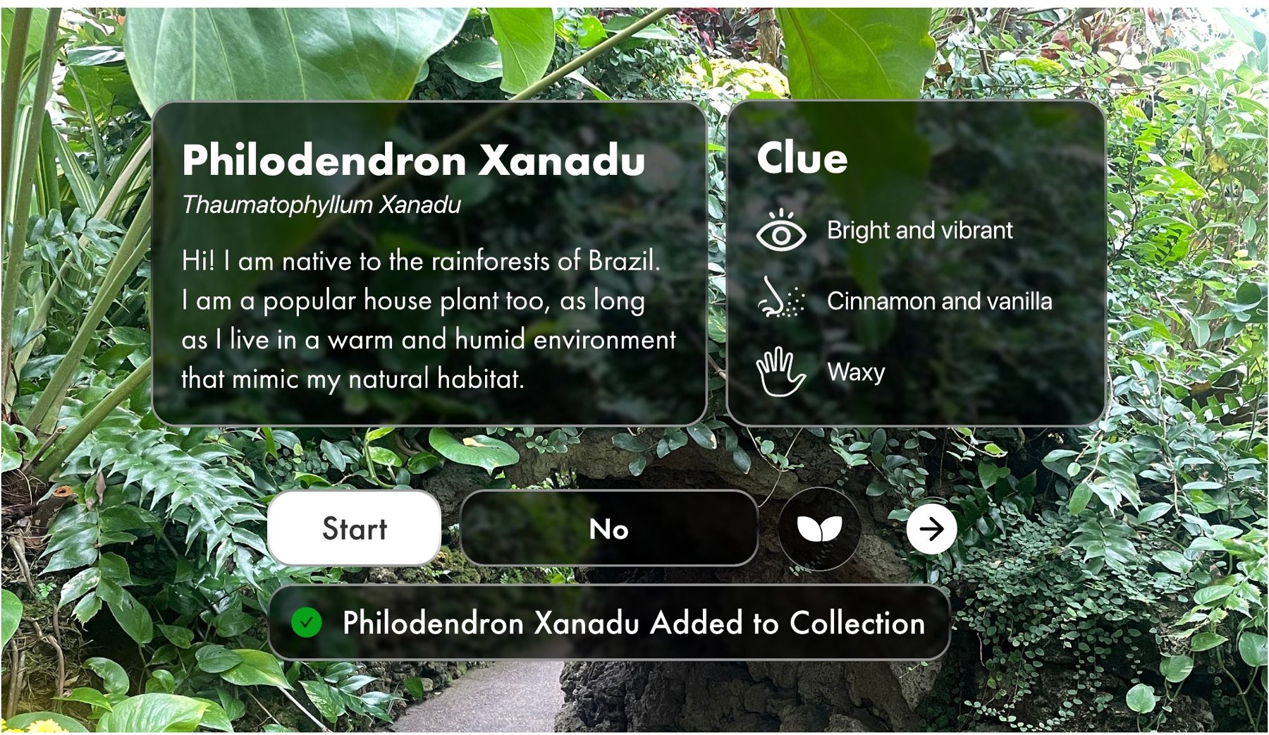 Glass UI over a greenhouse camera view: a card for Philodendron Xanadu, a clue card listing bright and vibrant, cinnamon and vanilla, waxy, and a confirmation that it was added to the collection